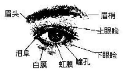 眼圓 面相|金自在相面秘訣——眼睛篇